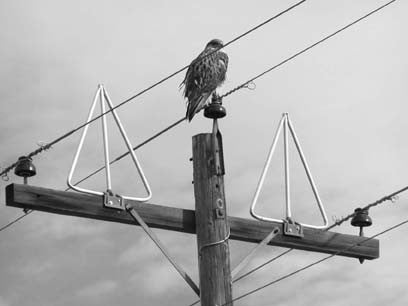 Raptor Research & Management Techniques