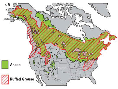 Ecology & Management of Appalachian Ruffed Grouse