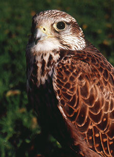 A Young Falconer's Walkabout: hitchhiking through Europe and Africa in the sixties